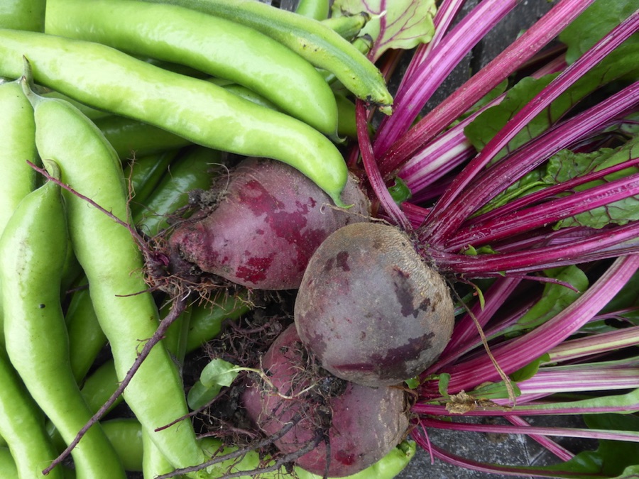 Beetroot and broad beans